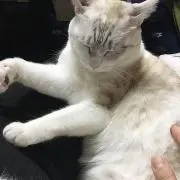 えりか
