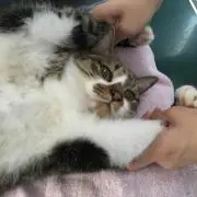 キャラメロ