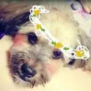 Michi