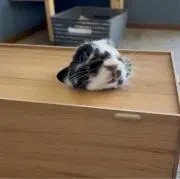 うさぎ