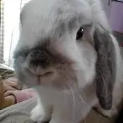 れんたろう