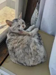 RYの画像