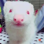 ぬた