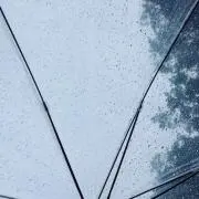 suzuの画像