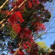 たけざきの画像