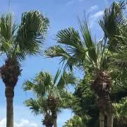 セール中★