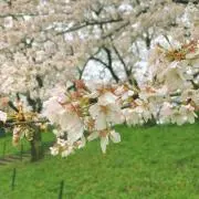 Nol プロフ必読の画像