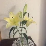 アンジェリカの画像