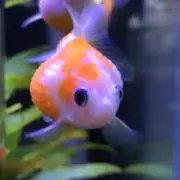 ちゃ！の画像