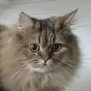 ニハチの画像