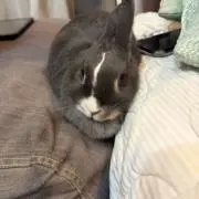 kazu