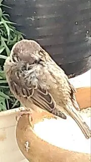 すずめ