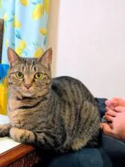 Noa