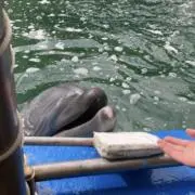 おはぎの画像