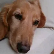 犬太郎の画像