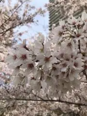 そらあおはくの画像