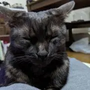 wkt