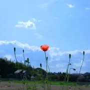 えみの画像