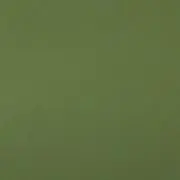 キヌの画像