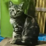 はなちゃん:多忙