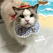モンキー・D・ガイの画像