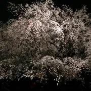 ゆーの  ※購入前にプロフ必読