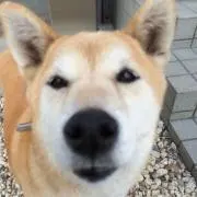 Koaraの画像
