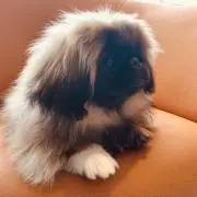 こあの画像