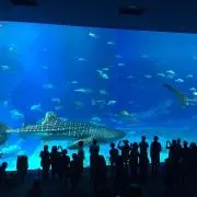 MIの画像