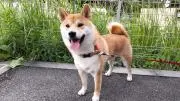 gogogolfの画像