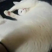 ふるかわ