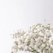 咲の画像