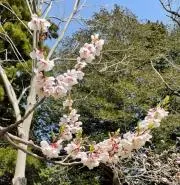 かりんとうの画像