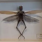 メガガルルガの画像