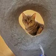 ねこの画像