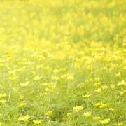 さいとうの画像