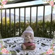 Momoの画像