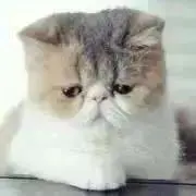 TAMA