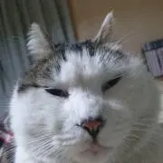 あーとの画像