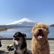 312natsumonの画像