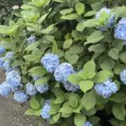 こたの画像
