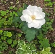 きのこの画像