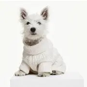 ちょこの画像
