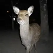 suisの画像