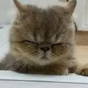 ariyaの画像