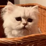 みるく