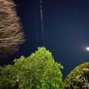 夜空を見上げるヤギの画像