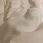 nの画像