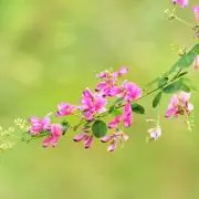 華✻* 即購入⭕の画像