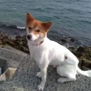 はっぴいの画像